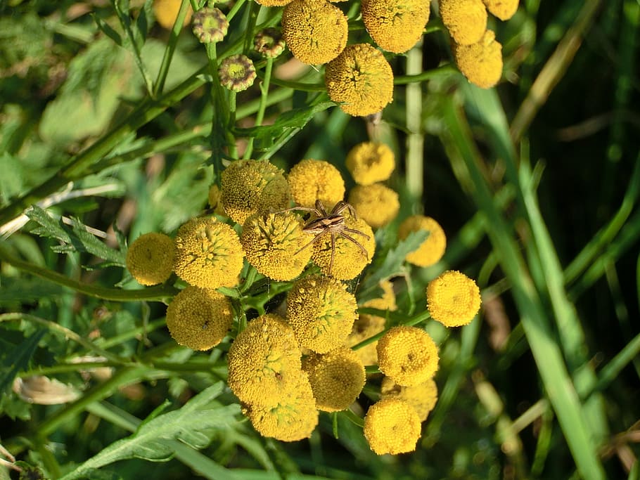 flowers, spider, insect, nature, plant, food, leaf, growth HD wallpaper