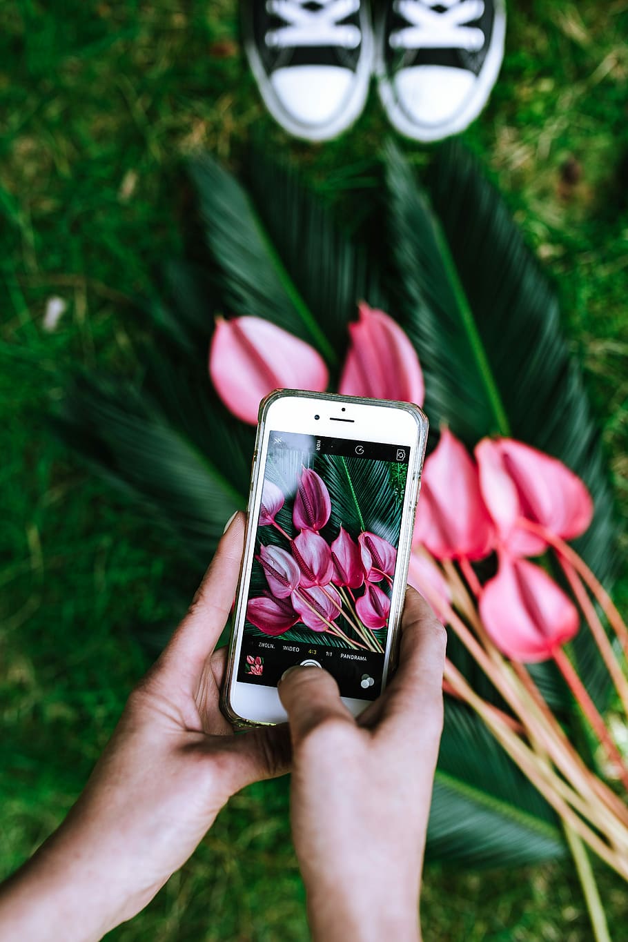 Colorful Exotic Flowers and Greenery, flora, leaf, leaves, tropical HD wallpaper