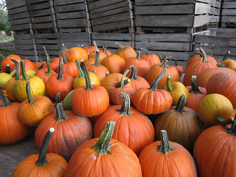 pumpkin, vegetables, garden, food and drink, orange color, large group of objects HD wallpaper