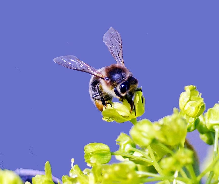 bee, insect, close, nature, animal, macro, flower, close-up HD wallpaper