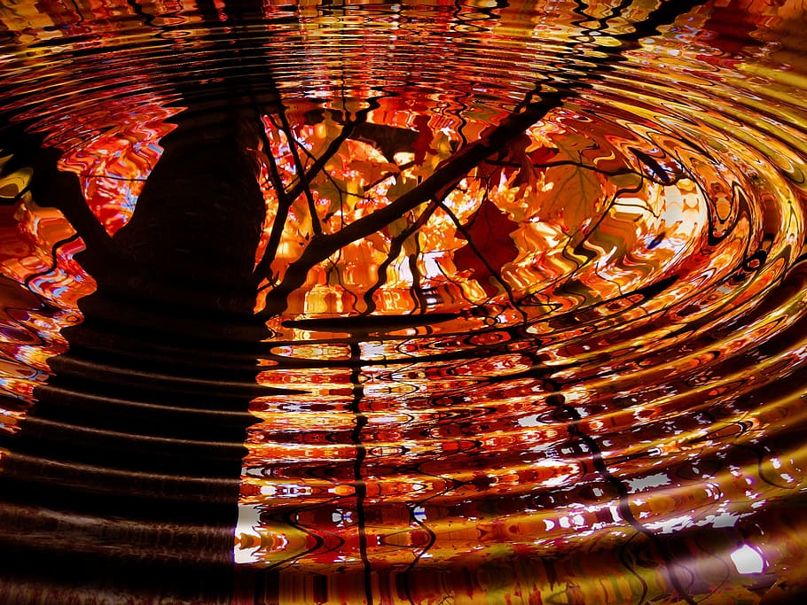 water drop photo, tree, mirroring, wave, leaf, leaves, brown HD wallpaper