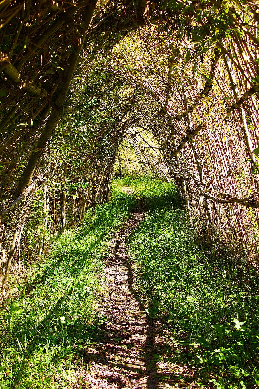 nature, graze, path, tunnel, willow tunnel, plant, tree, growth HD wallpaper