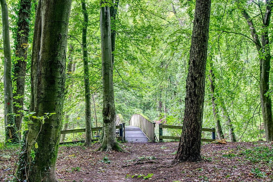 bridge, forest, forest path, nature, green, wooden bridge, scenic HD wallpaper