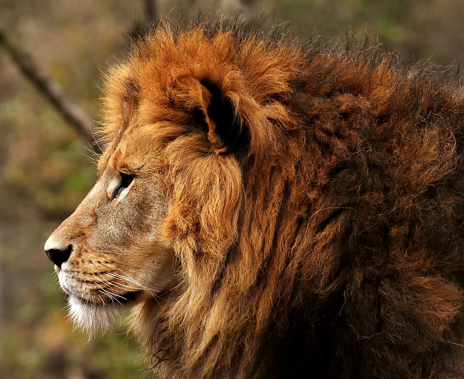 brown lion standing near brown tree, predator, dangerous, mane HD wallpaper