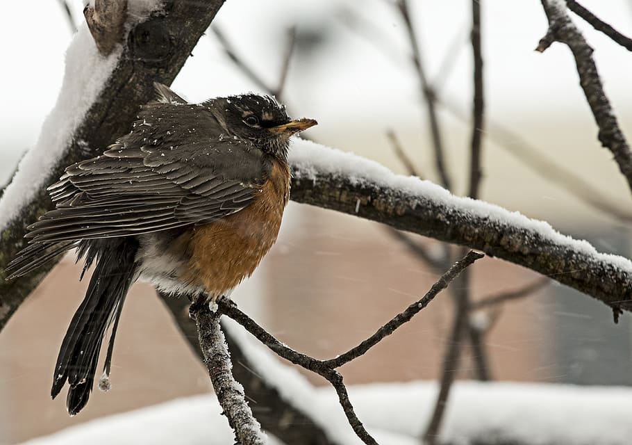 bird perch on tree twig, winter, cold, snow, robin, northern virginia HD wallpaper
