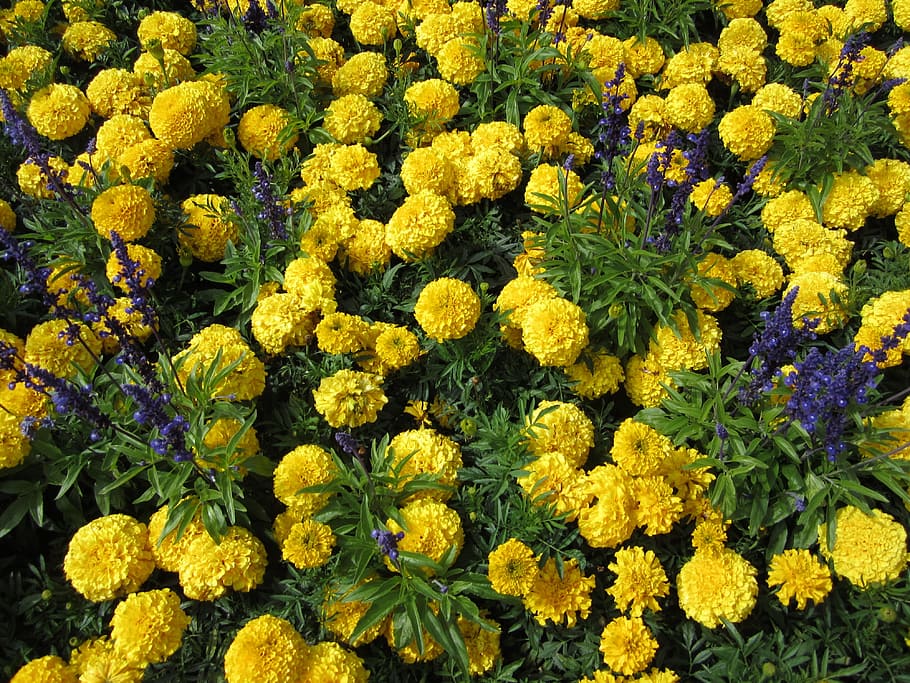 flower, marigold, yellow, butchart gardens, british columbia, HD wallpaper