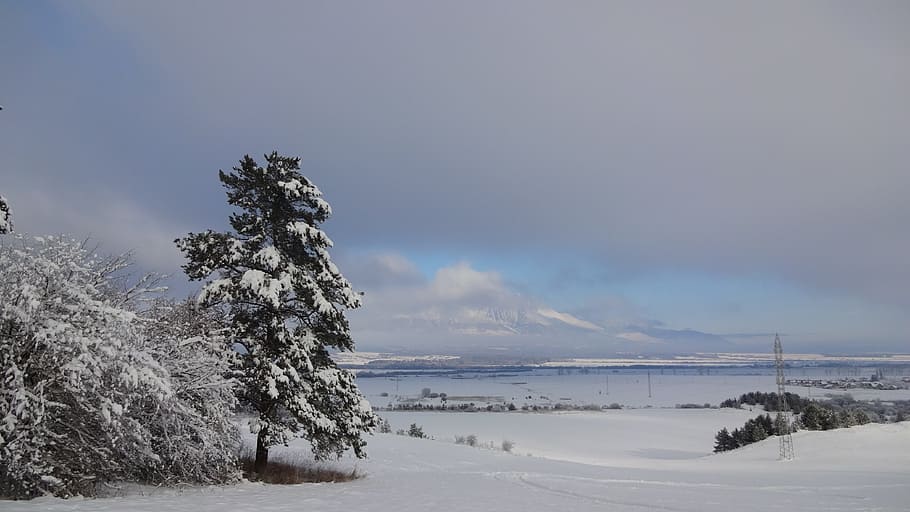 tree, winter, snow, nature, slovakia, country, cold, a branch HD wallpaper