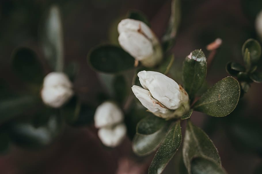 spring, buds, flower, nature, white, garden, floral, branch HD wallpaper
