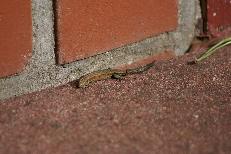 lizard, nature, reptile, animal themes, one animal, animal wildlife HD wallpaper