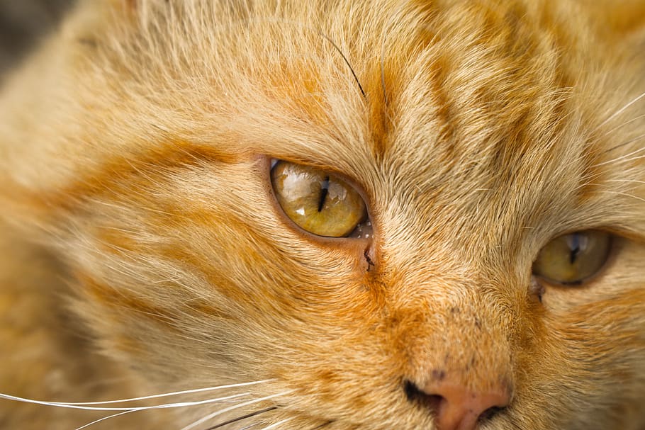 cat, pet, animals, kitten, feline, animal themes, one animal HD wallpaper