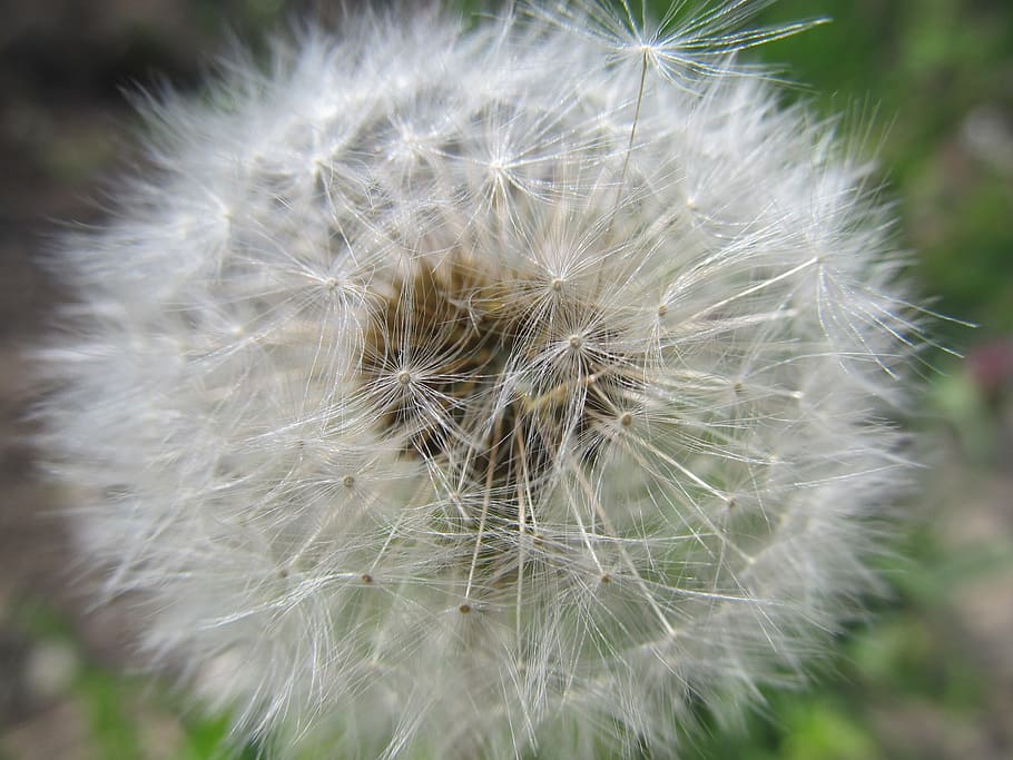 macro, dandelion, furry, fragility, vulnerability, close-up HD wallpaper