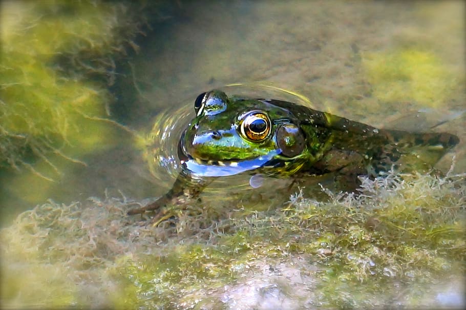 Frog, Nature, Environment, Wildlife, animal, stream, river HD wallpaper