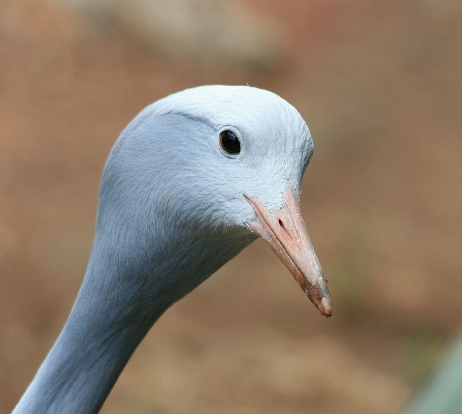 Bird, Crane, Smooth, Head, Neck, blue, face, one animal, animals in the wild, HD wallpaper