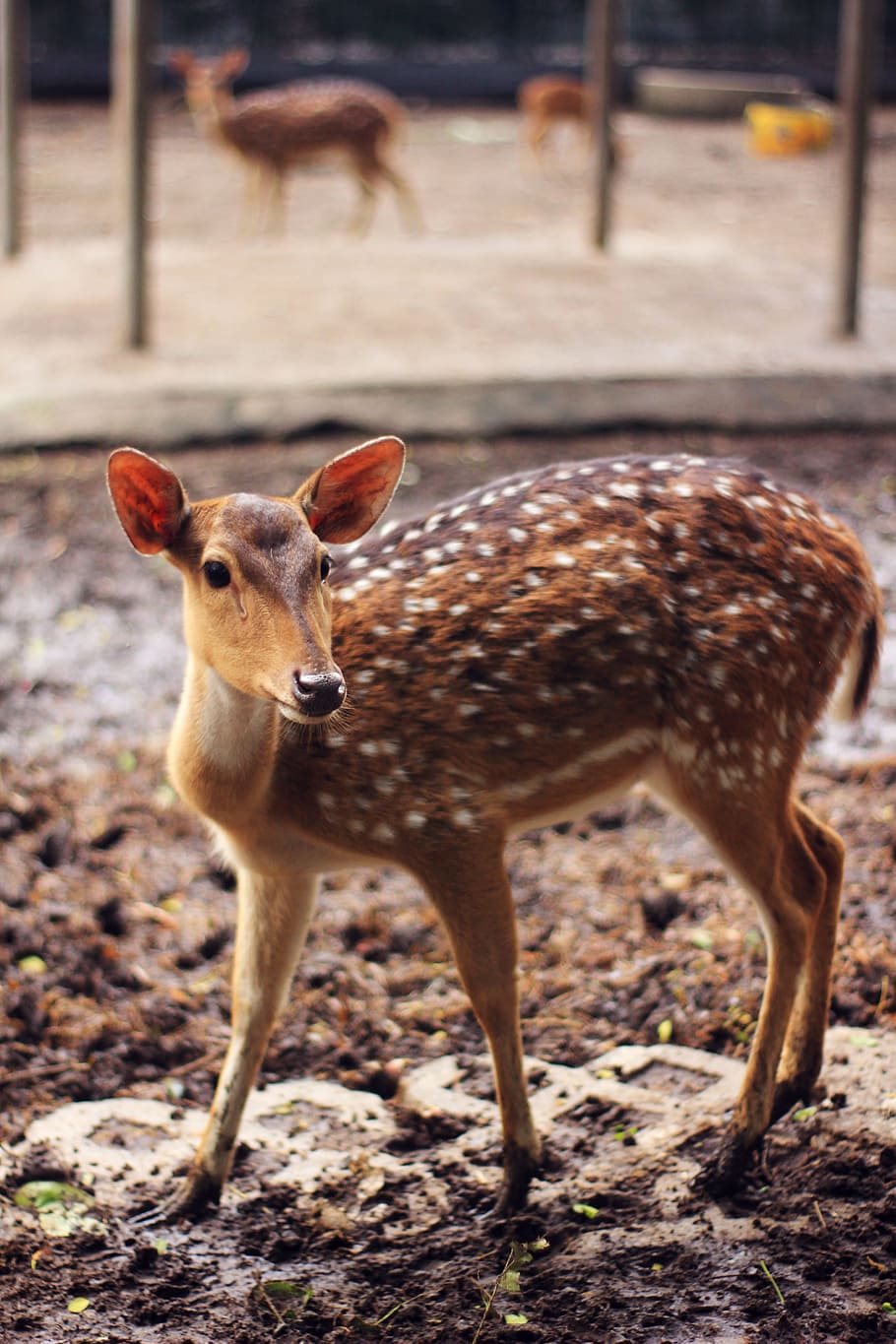 Brown and White Spotted Deer, animals, close-up, daylight, environment HD wallpaper