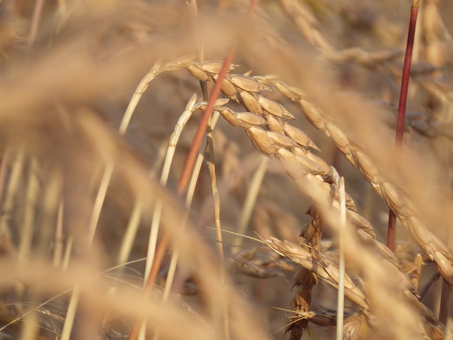 cereals, spelt, wheat, plant, crop, selective focus, agriculture HD wallpaper