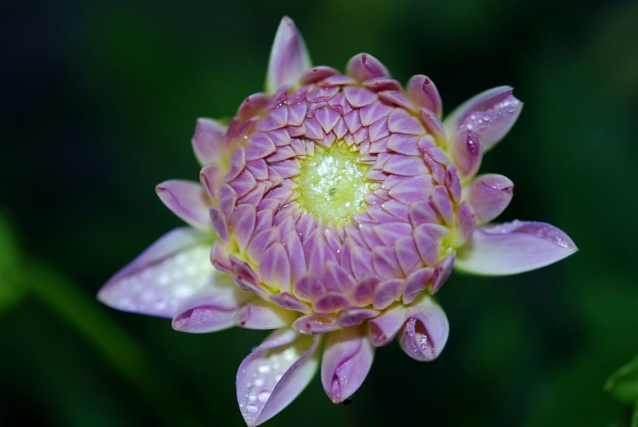 flower, lilac, nature, macro, blossom, floral, bloom, color HD wallpaper