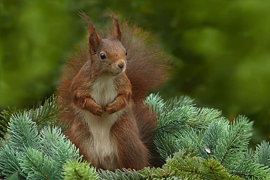 selective focus brown squirrel standing on green plant photo taken during daytime, HD wallpaper