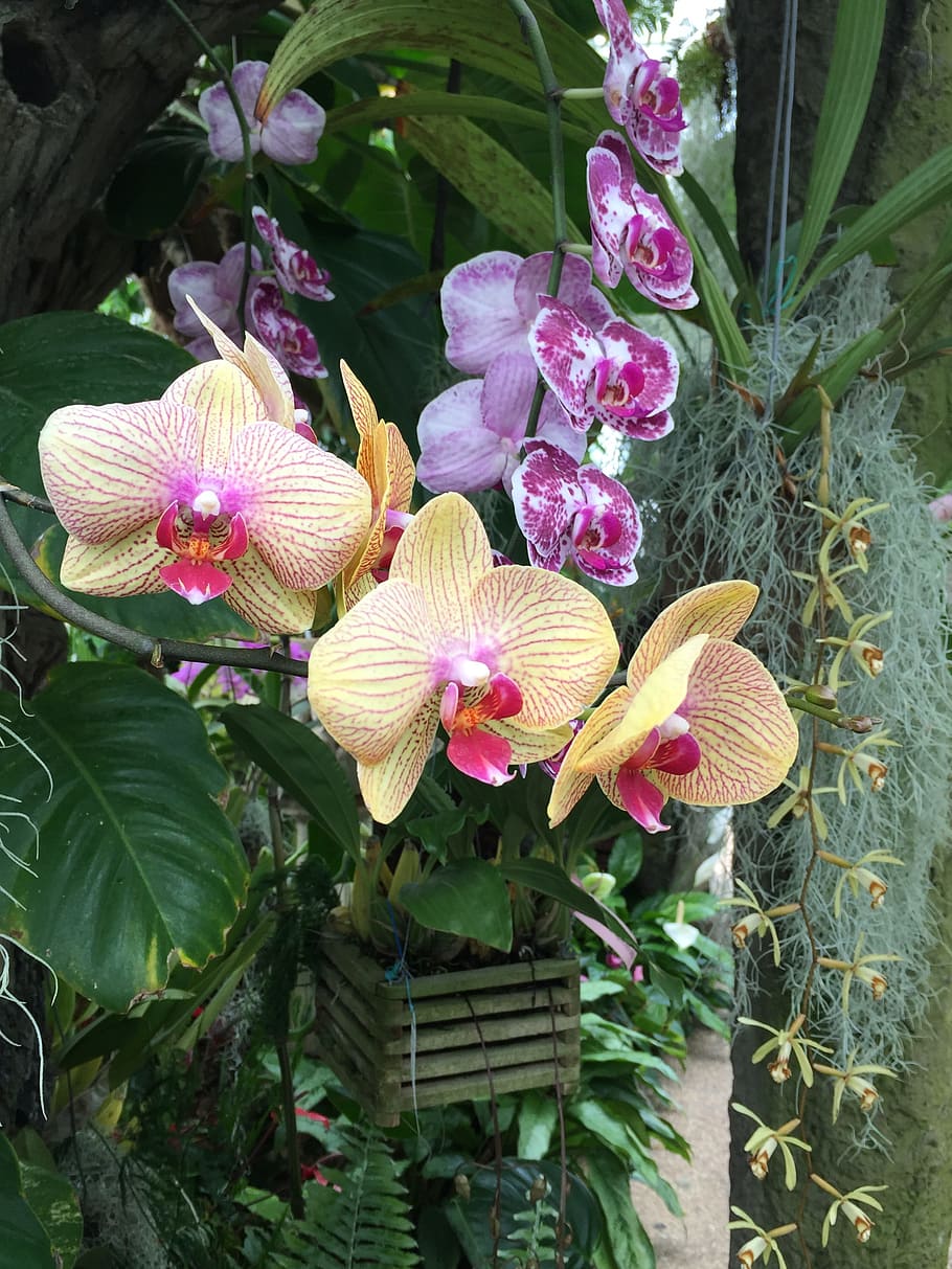 где растут орхидеи фото