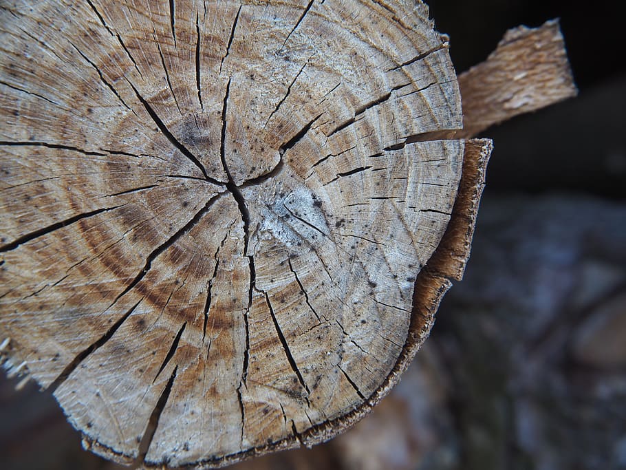 wood, structure, tribe, texture, wood structure, background HD wallpaper