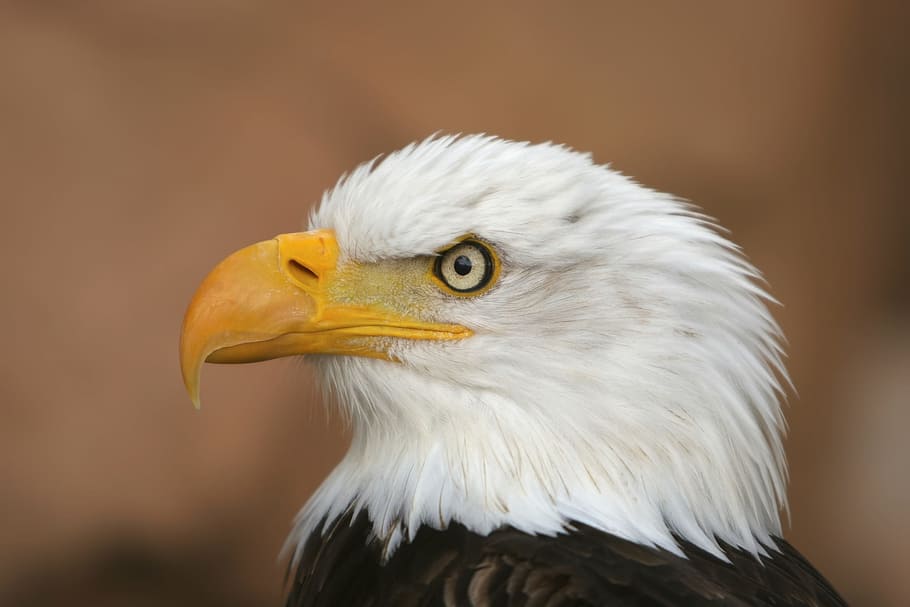 selective focus photography of bald eagle, white tailed eagle