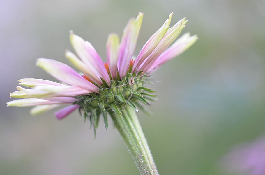 Flower, Nature, Spring, Natural, Summer, plant, floral, green HD wallpaper