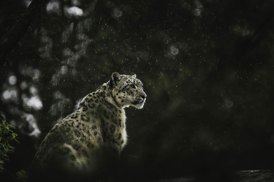 leopard looking at the right, grayscale photo of leopard, feline, HD wallpaper