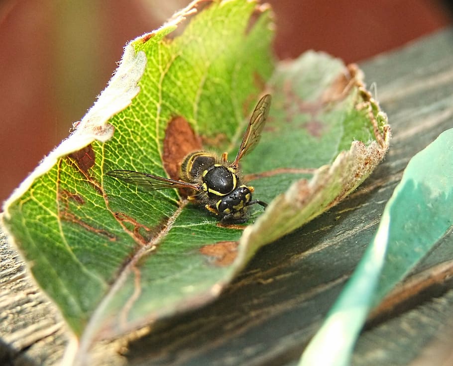 wasp, nature, sting, bee, black, honey, dangerous, honeycomb HD wallpaper