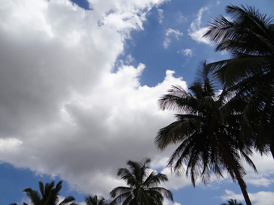 Palm Trees, Clouds, Stratocumulus, Sky, dharwad, india, cloud - sky HD wallpaper
