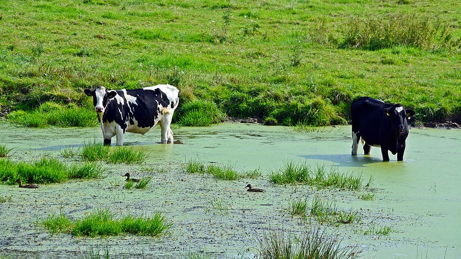 cattle, cows, pasture, pond, cooling, mammal, animal themes HD wallpaper