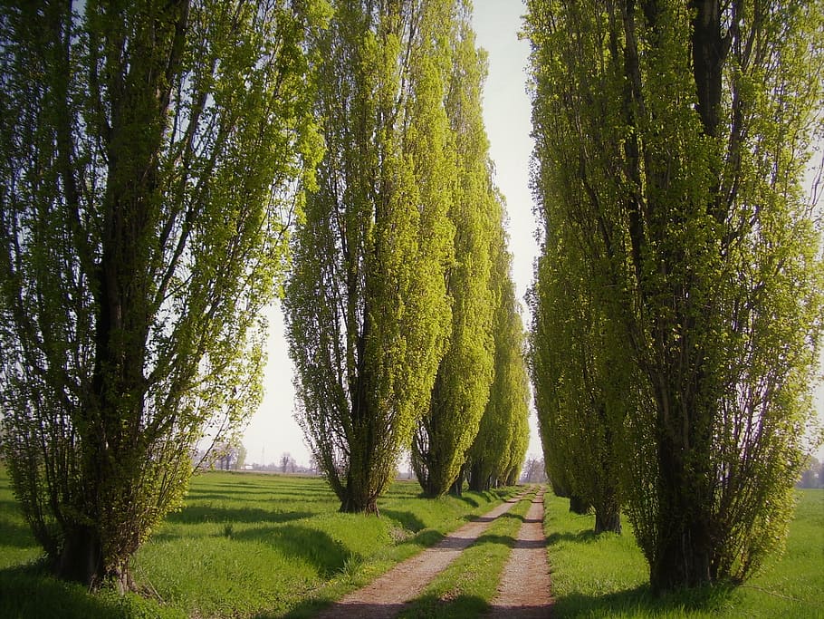 Poplars, Tree, Street, trees, tree-lined street, campaign, nature HD wallpaper
