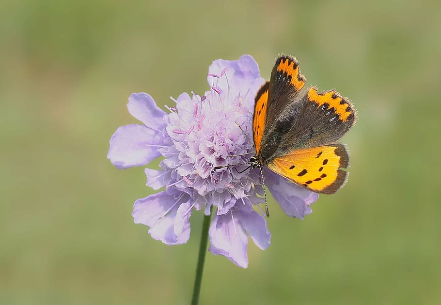 insect, nature, live, flower, flowering plant, invertebrate HD wallpaper