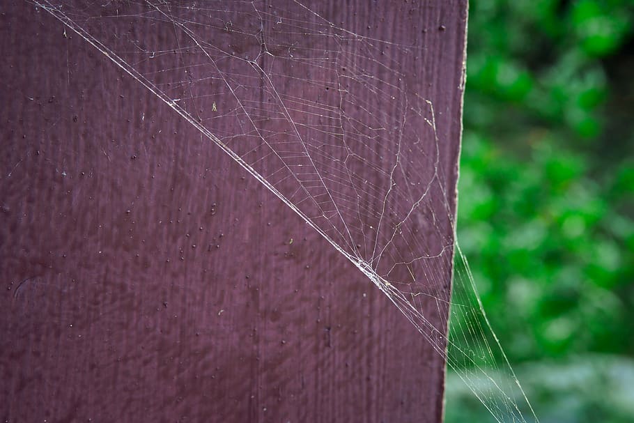Spider'S Web, Natural, Cobweb, a spider's web, park, no people HD wallpaper