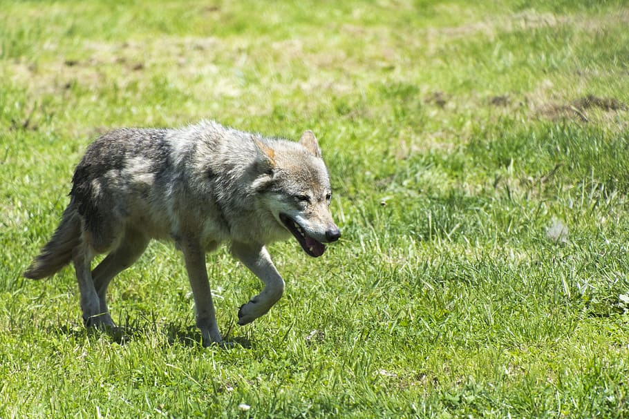 beast, wolf, predator, one animal, animal themes, grass, plant HD wallpaper