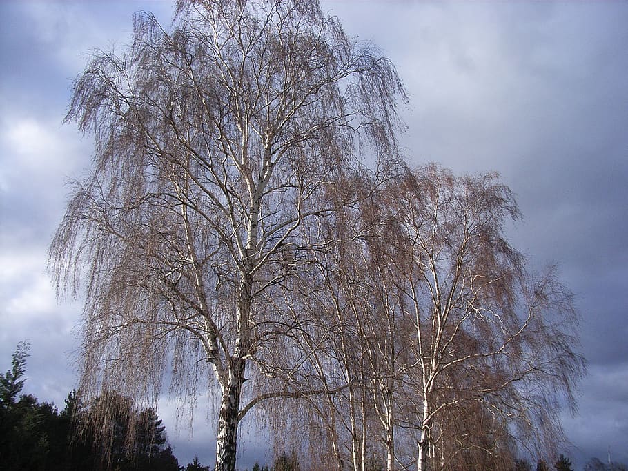birch, tree, spring, plant, nature, low angle view, sky, cloud - sky HD wallpaper