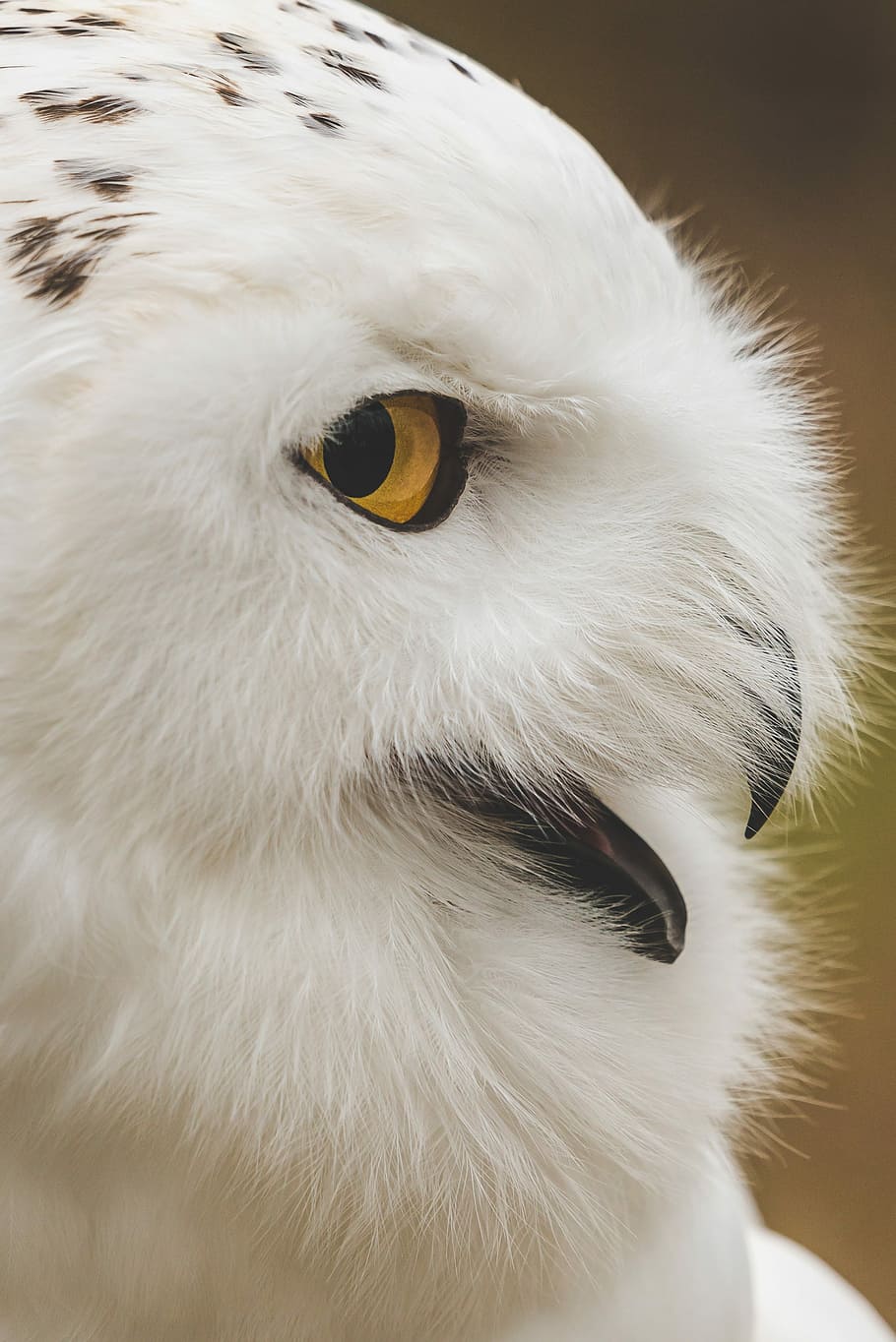 white owl in shallow focus photography, close up photo of white owl HD wallpaper
