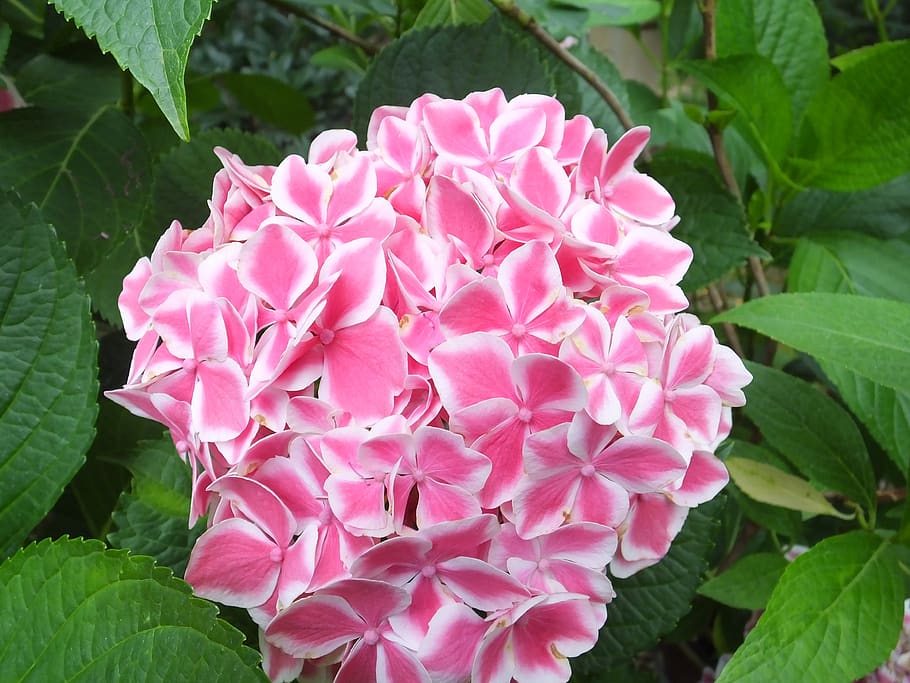 hydrangea, flower, plant, nature, leaf, flowering plant, petal HD wallpaper