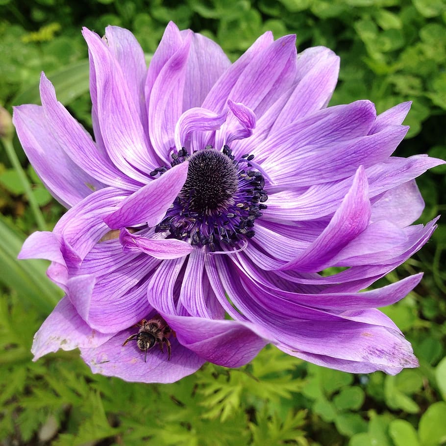 Anemone, Flower, Spring, Purple, Petals, nature, plant, pink Color HD wallpaper