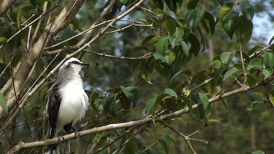 bird, tree, nature, flying, tropical birds, encyclopedia, environment HD wallpaper