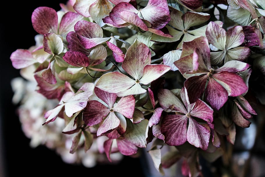 closeup photo of purple cluster flower, hydrangea, bouquet HD wallpaper