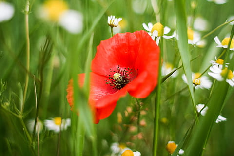 Red Weed Detail, grass, green, poppy, nature, flower, plant, green Color HD wallpaper