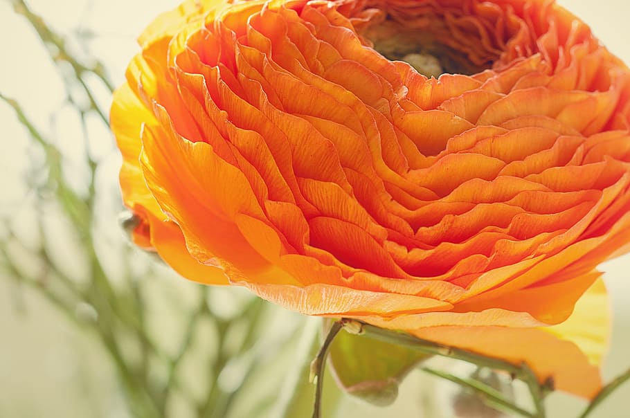 ranunculus, flower, blossom, bloom, petals, orange, close, flowering plant HD wallpaper