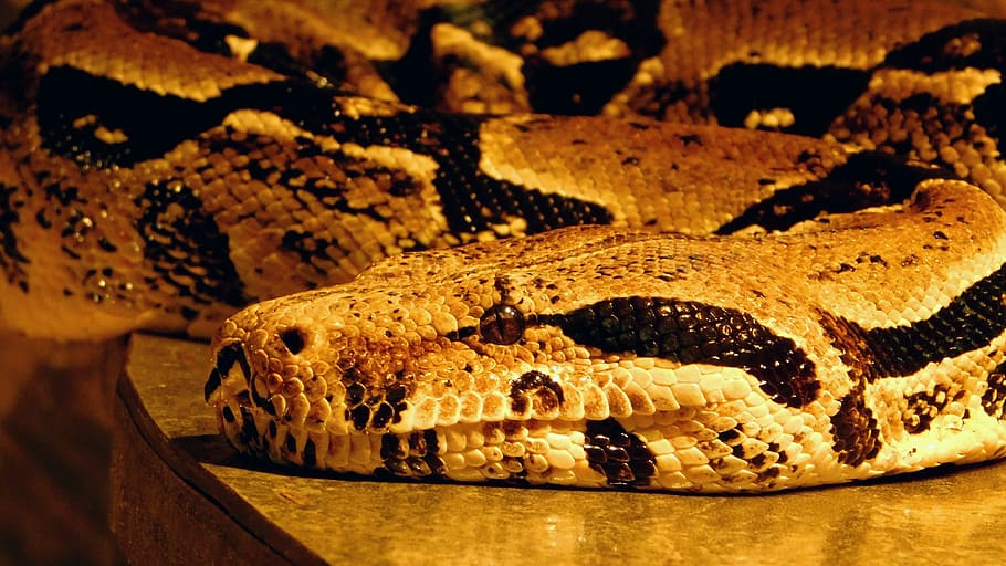 hose, python, reptile, stains, pattern, eye, animal, fauna HD wallpaper