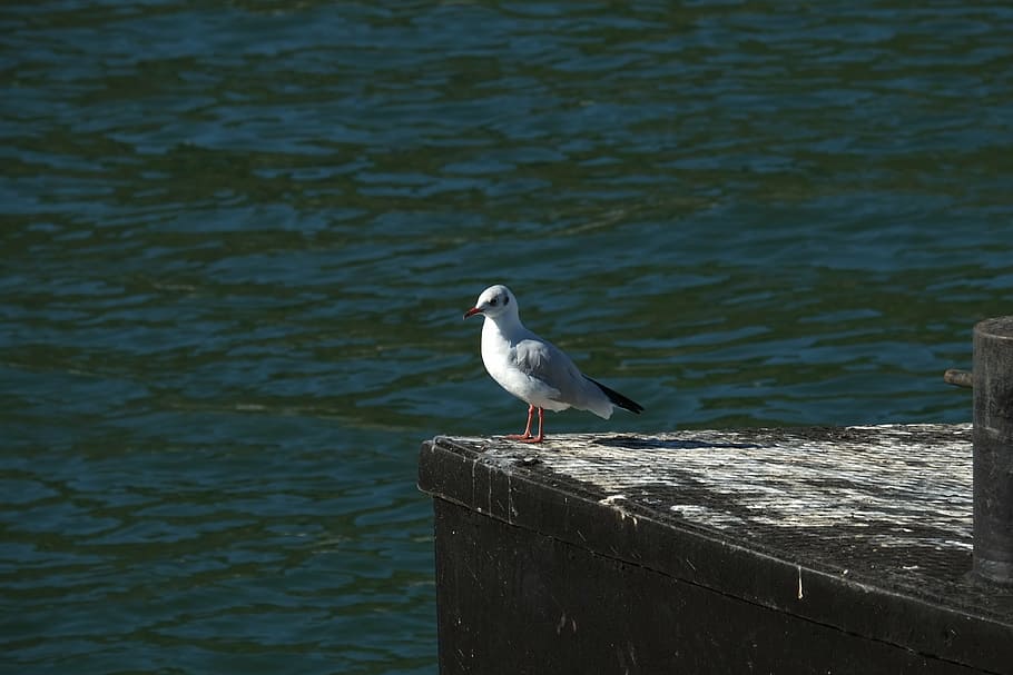 gull, bird, fly, water bird, close, animal, on the water, river