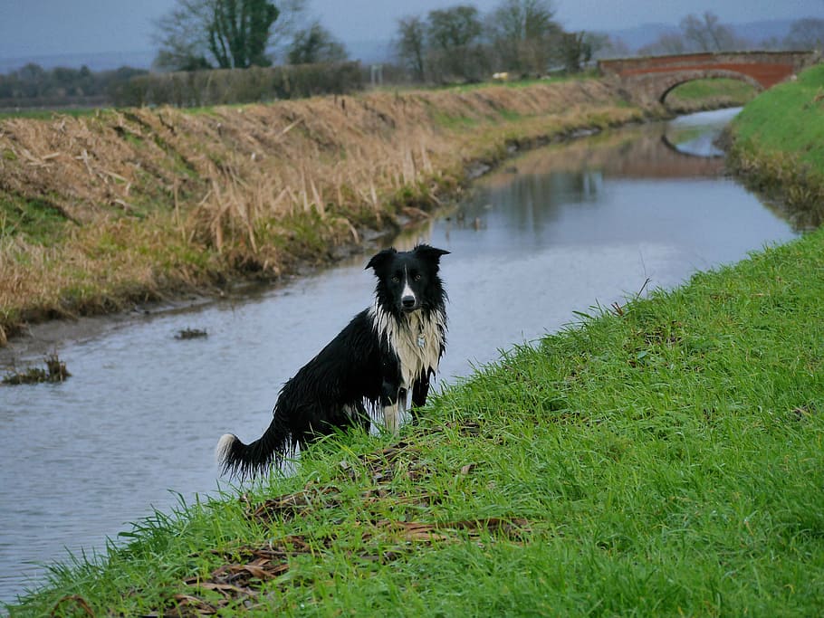 border collie, rive, bridge, dog, one animal, animal themes HD wallpaper