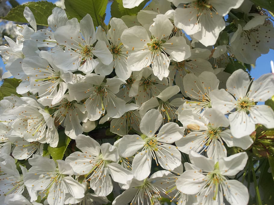 cherry blossoms, white, spring, bloom, tree, nature, garden HD wallpaper