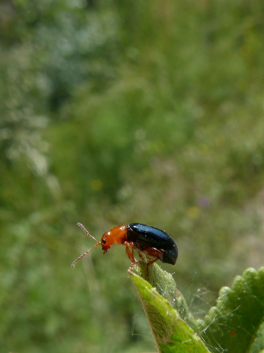 Beetle, Coleoptera, Black And Orange, tiny, insect, one animal HD wallpaper