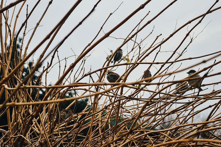 birds perching on bare trees, birds perching on leafless branches HD wallpaper