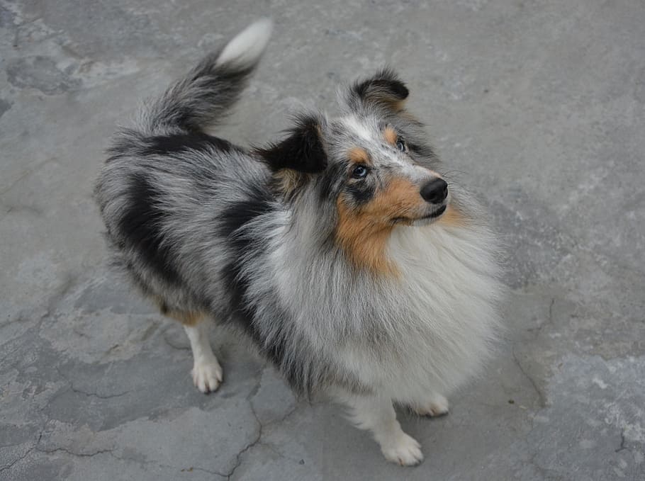 bitch, dog, shetland sheepdog, standing, doggie, cute, domestic animal, HD wallpaper