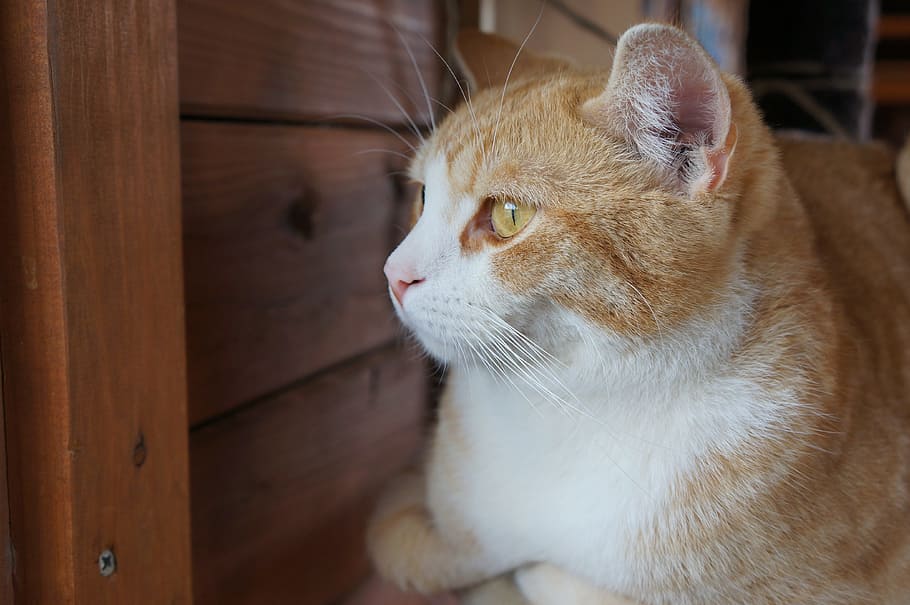 cat, animal, ginger, animal themes, one animal, mammal, domestic HD wallpaper