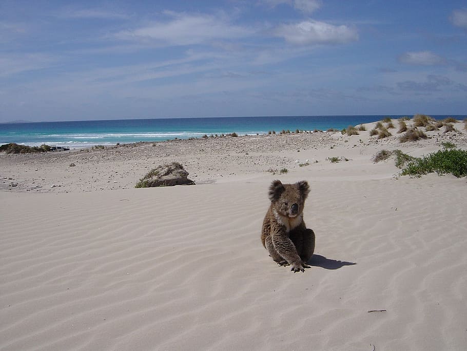 brown koala bear sitting on sand overlooking beach during daytime HD wallpaper